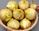 1��500g�ȏ�̋ʂ˂��ł��B�E��̕��ʂ̋ʂ˂��Ɣ�r���Ă��������B