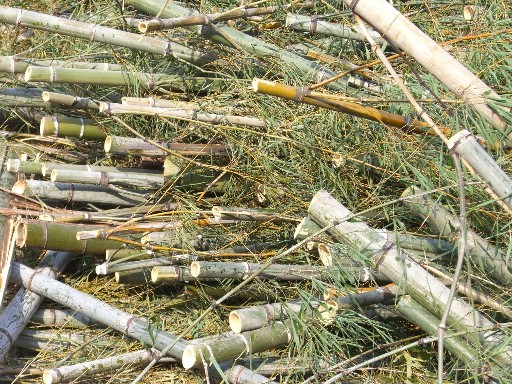 エコ線香の原料となる竹