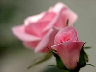 TN_04180040A.JPG
