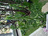 TN_04180063.JPG