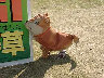 TN_04180186.JPG