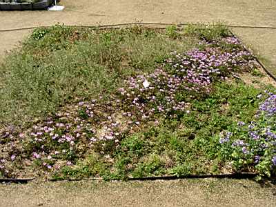 TN_04180300.JPG