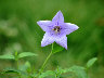 Dscf1278.jpg