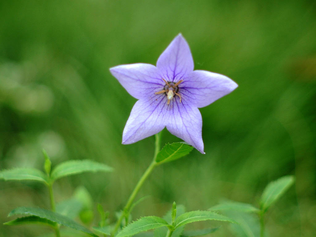 Dscf1278.jpg