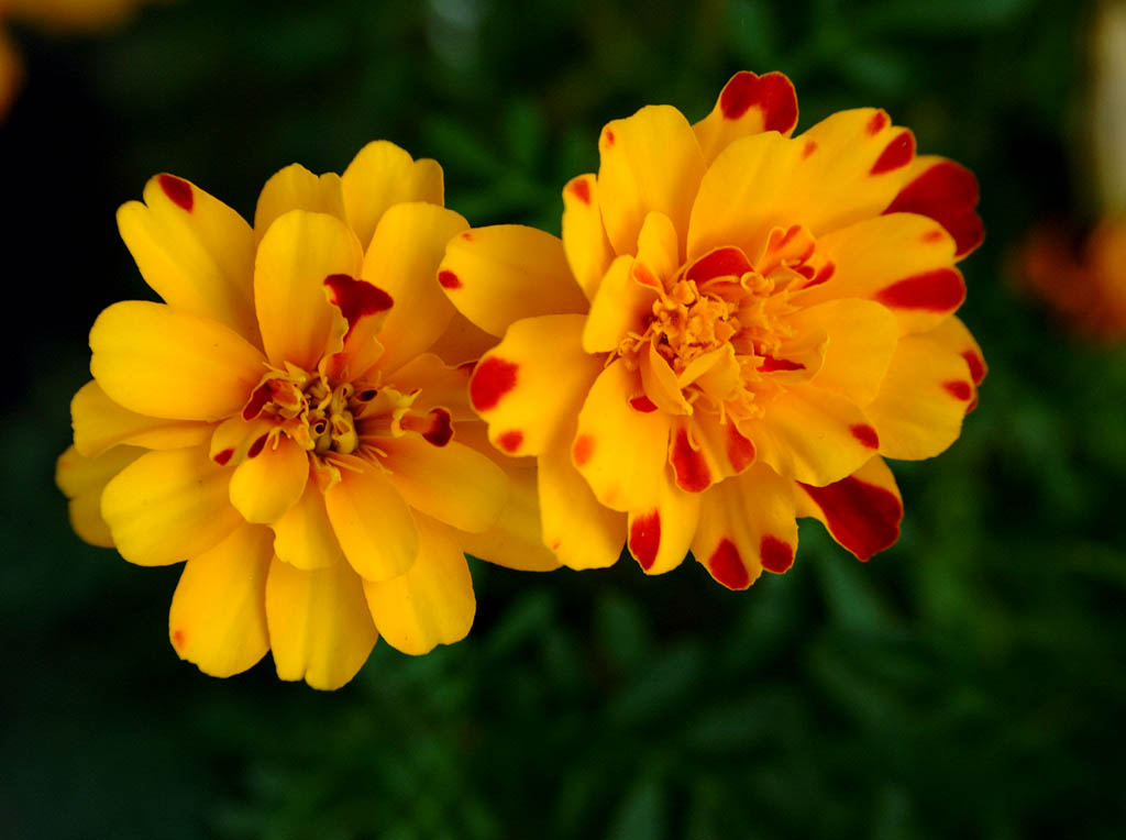 Dscf0305.jpg