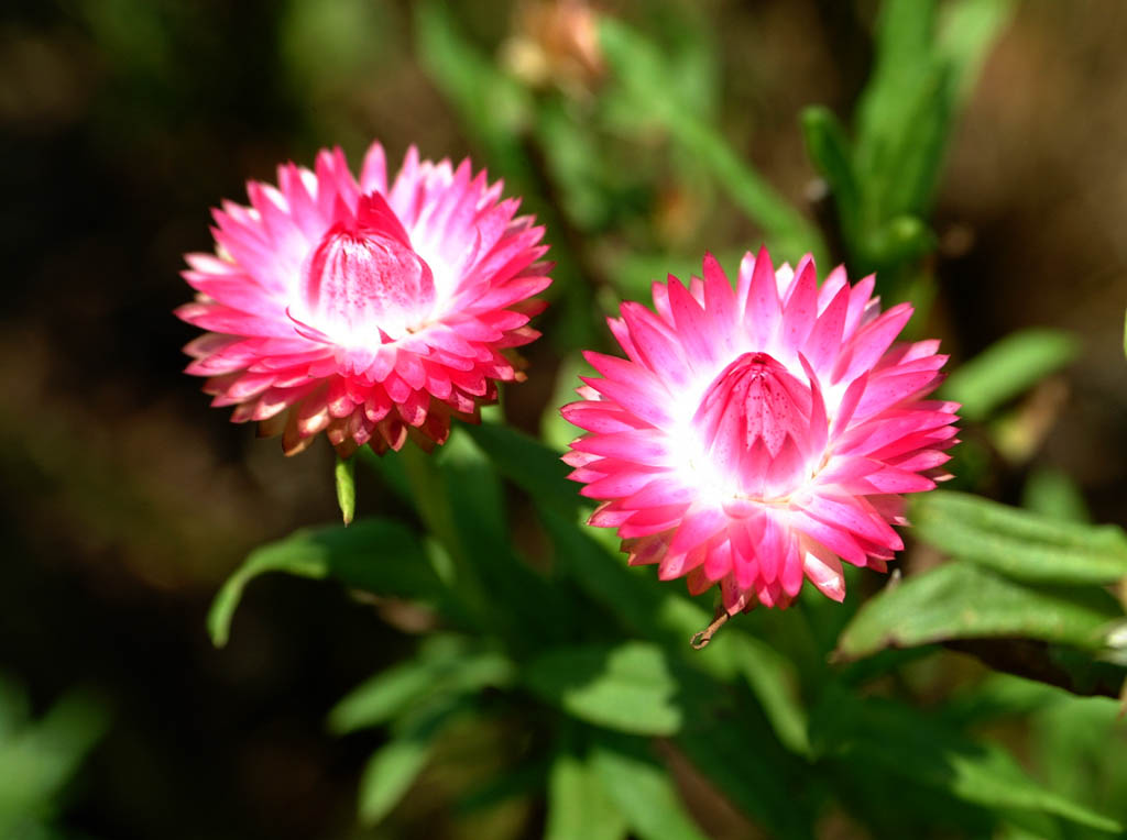 Dscf0337.jpg