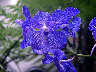 06060071.jpg