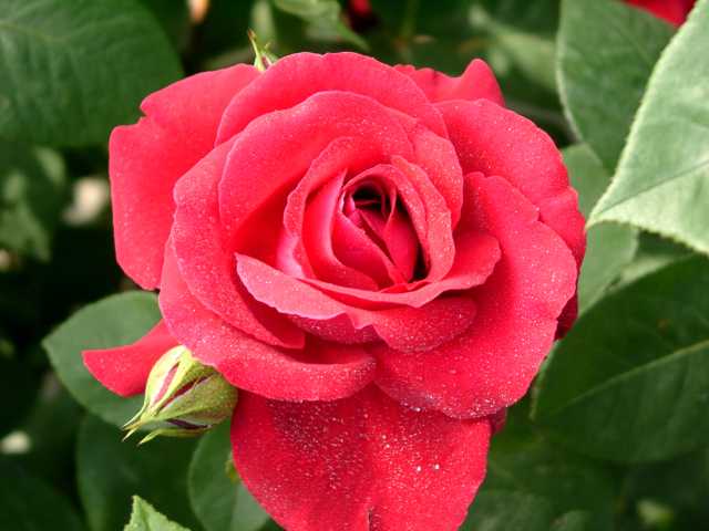 ���[�x�X�c�@�E�o�[25.JPG