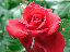 ���[�x�X�c�@�E�o�[1.JPG