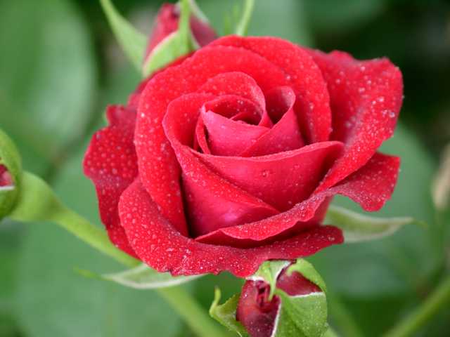 �O���b�h�^�C�f�B���O.JPG