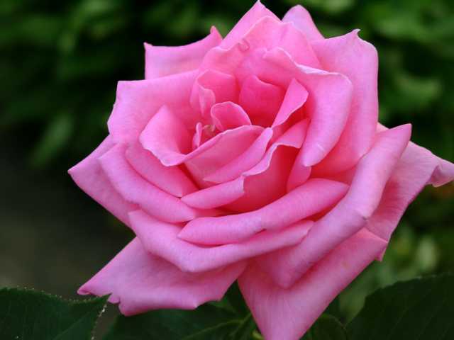 �v�����Z�X�}�[�K���b�g.JPG