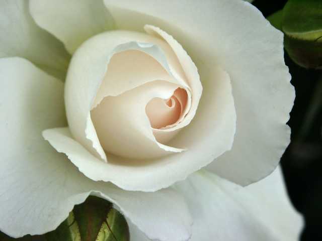 �}�[�K���b�g������1.JPG